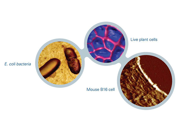 Measurements on Live Cells with QNM