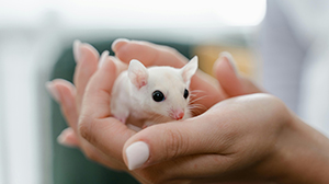 Pre-Clinical Imaging